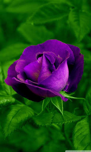 Flowers And Roses Animated Images Gif pictures 4K 24 تصوير الشاشة