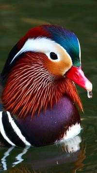 Beautiful Birds Wallpapers HD2 screenshot 16
