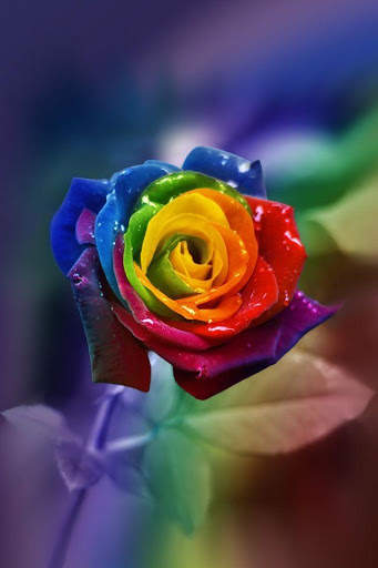 Wonderful Flowers Roses images Gif screenshot 10