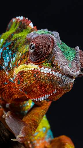 Animal Wallpapers screenshot 4