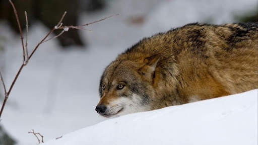 Wolf Wallpapers HD & 4k Backgrounds screenshot 10