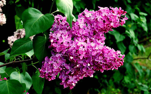 Lilac Flowers Live Wallpaper (Backgrounds) screenshot 11