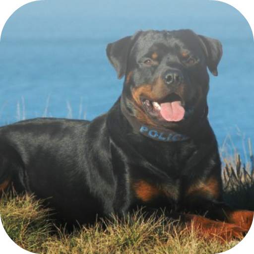 Rottweiler dog Keyboard 1.0
