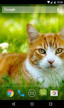 Cat Wallpaper screenshot 4