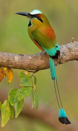 Birds Wallpapers स्क्रीनशॉट 8