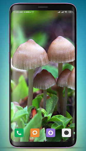Mushroom Wallpaper HD screenshot 6