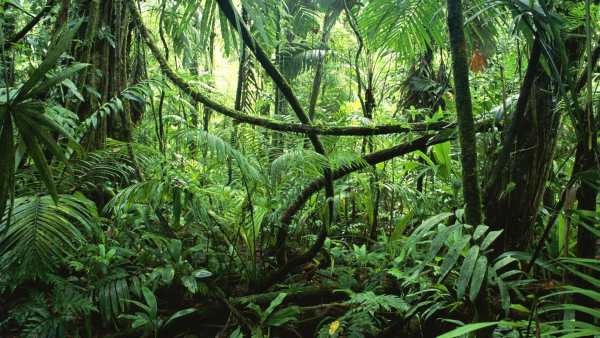 Jungle Live Wallpaper : 7fon & LWP screenshot 5
