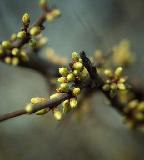 Spring Wallpapers HD screenshot 7