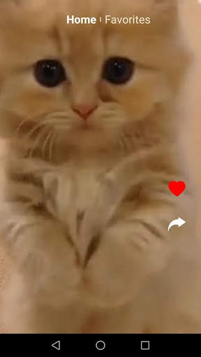 Kit Kot : Funny Cat Videos screenshot 3