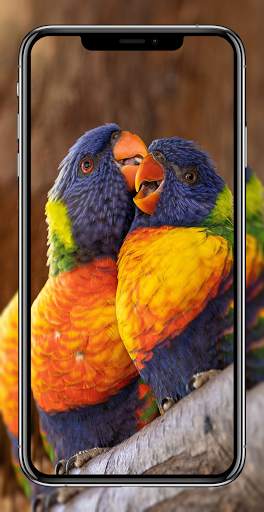 Birds Wallpapers HD - Parrot Wallpaper-Eagle Walls screenshot 1