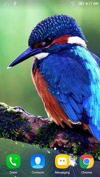 Bird Wallpaper screenshot 4