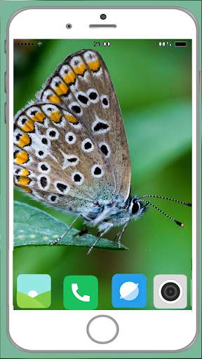 Butterfly Full HD Wallpaper screenshot 1