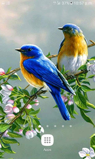 Cute Blue Birds LWP स्क्रीनशॉट 2