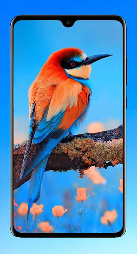 Bird Wallpaper HD screenshot 1