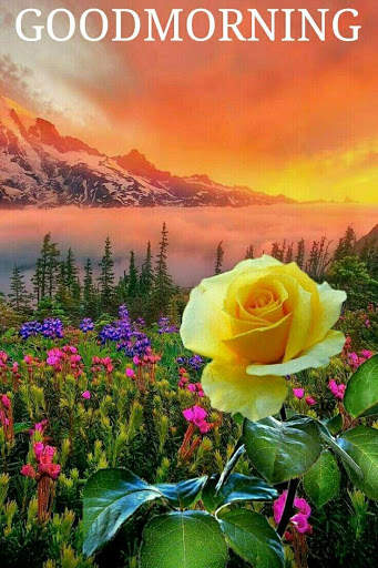 Good morning Images Gifs, Flowers Roses wallpapers screenshot 4
