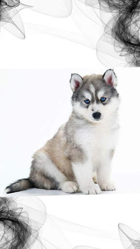 🐕 Husky Wallpapers – Cute Dog Wallpaper screenshot 8