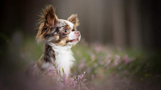 Chihuahua Wallpaper HD & 4k Backgrounds screenshot 22