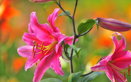 Flowers Wallpapers screenshot 2