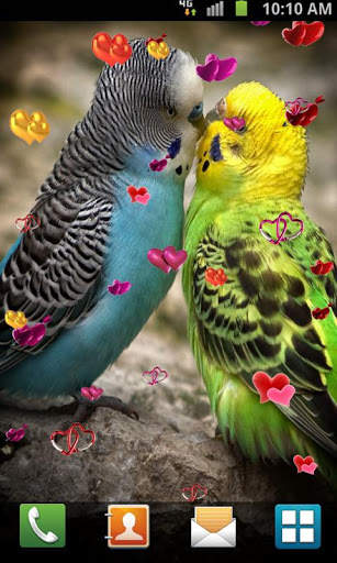 Love Birds Live Wallpaper screenshot 4