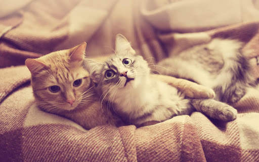 Hot Funny Cute Cats Wallpapers screenshot 9