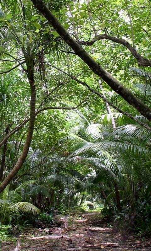 Jungle Live Wallpaper : backgrounds hd screenshot 3