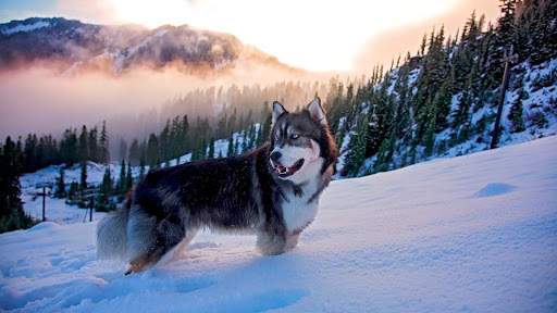 Husky Live Wallpaper (wallpapers & backgrounds) screenshot 10