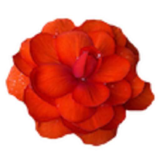 Flowery | Flowers drawing Sket 4.1