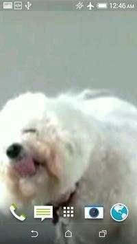 Dog Licks Screen Wallpaper screenshot 6