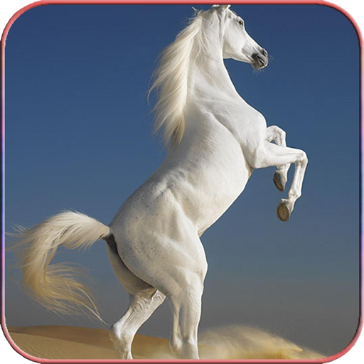 Horse Wallpapers 4K icon