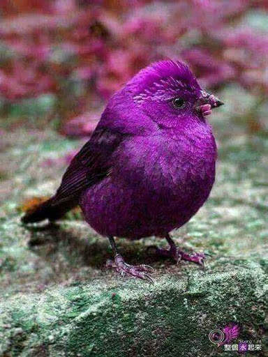 nature wallpaper 2021 screenshot 5
