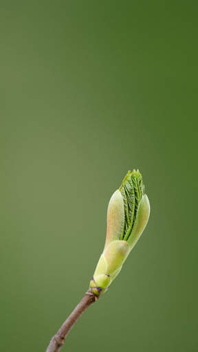Macro HD Wallpaper screenshot 10