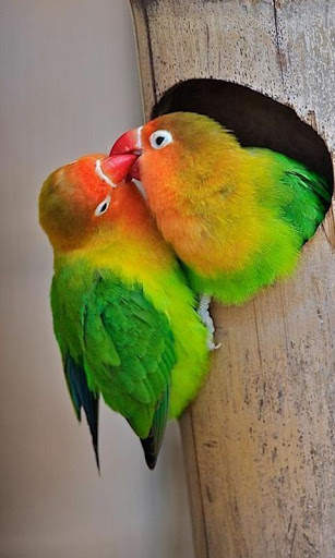 Birds Wallpapers स्क्रीनशॉट 1