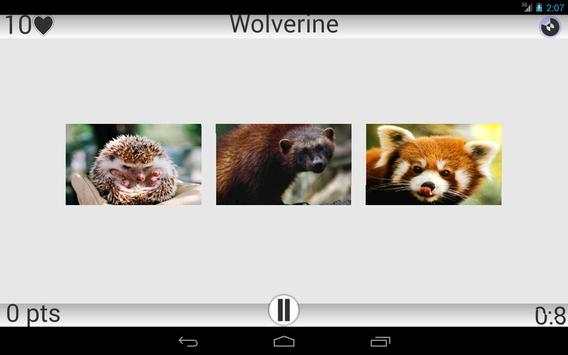 Animals screenshot 8