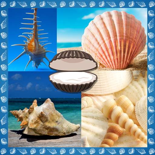 Seashells Photo Collage 1.5