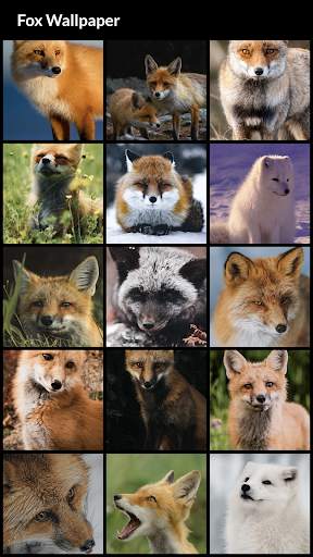 Fox Wallpapers screenshot 1