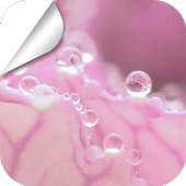 Clean and Clear Dew 2.1