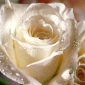 Free Flowers Wallpapers 2,6