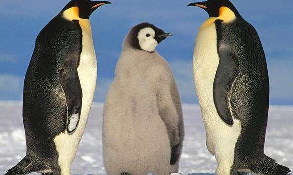 Penguin wallpapers screenshot 2