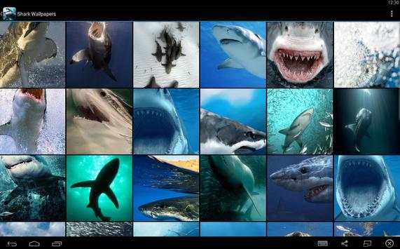 Shark Wallpapers screenshot 5