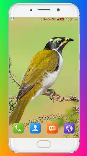Bird Wallpaper HD screenshot 14