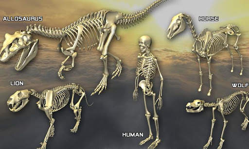 Body Disassembly 3D screenshot 4