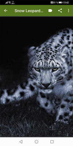 Snow Leopard Wallpapers screenshot 4