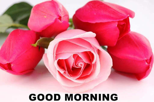 Good morning Flower Images Colorful Roses 4K 3 تصوير الشاشة