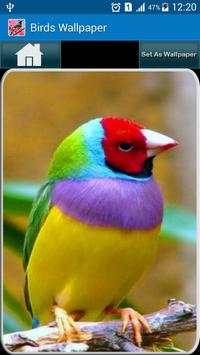 Birds Wallpaper HD screenshot 1