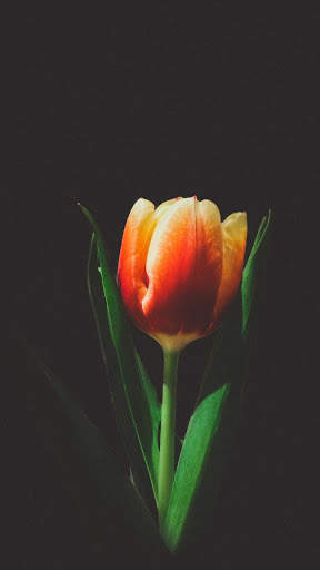 Tulips Wallpapers HD & 4k Backgrounds screenshot 8