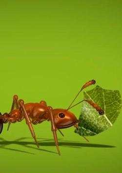 Ant Live Wallpaper screenshot 1