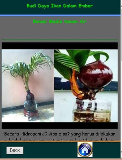 Cara Membuat Bonsai Kelapa скриншот 2