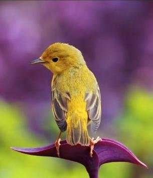 bird wallpaper screenshot 1