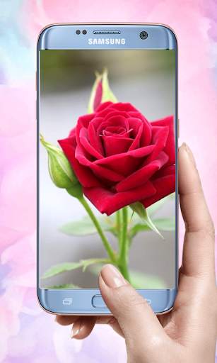Rose Mobile Wallpapers screenshot 14