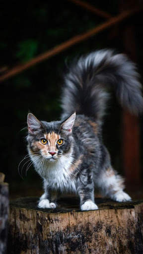 Cat Wallpapers 5 تصوير الشاشة